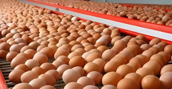 Avicultores denuncian que cada semana ingresan al Perú 3.6 millones de huevos de contrabando